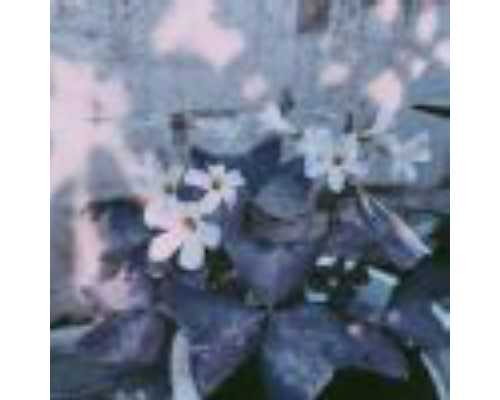 试管助孕花费详解：5万元能否覆盖试管婴儿开销？