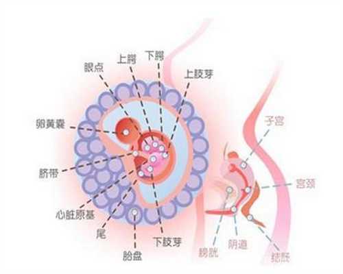 武汉代孕妇服务,怀孕后，经常吃这6种食物，孕妇